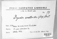 Hericium coralloides image